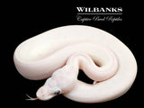Blue Eyed Leucistic (Mojave Butter) Ball Python ♀ '26