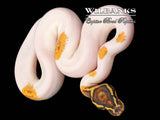 Enchi Freeway Pied Ball Python ♀ '26