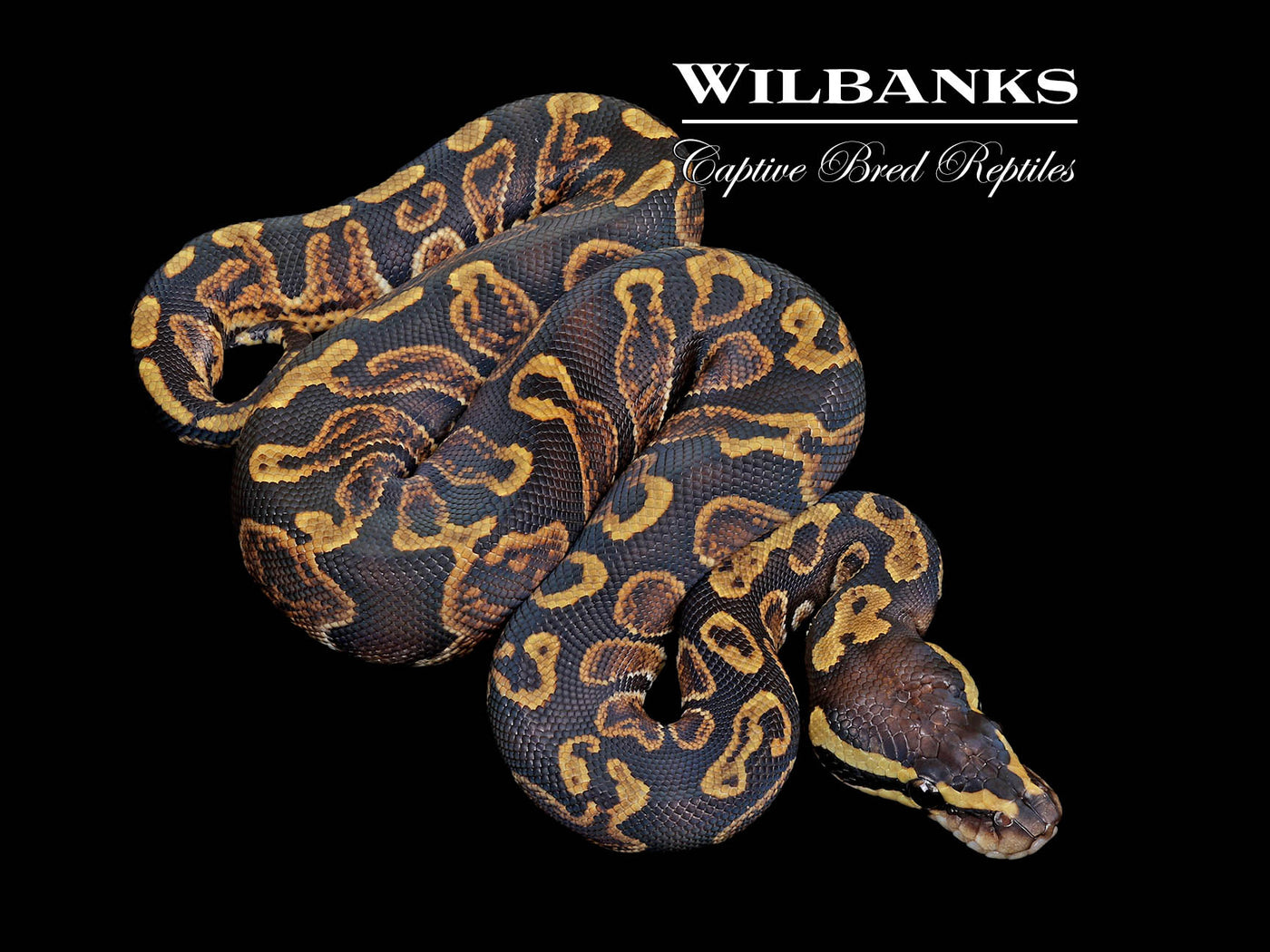 GHI 100% Het. Pied Ball Python ♂ '25
