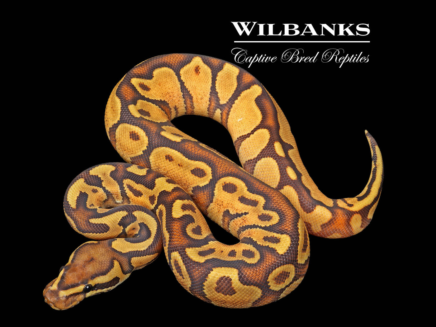 Enchi Orange Crush Yellow Belly Ball Python ♂ '25