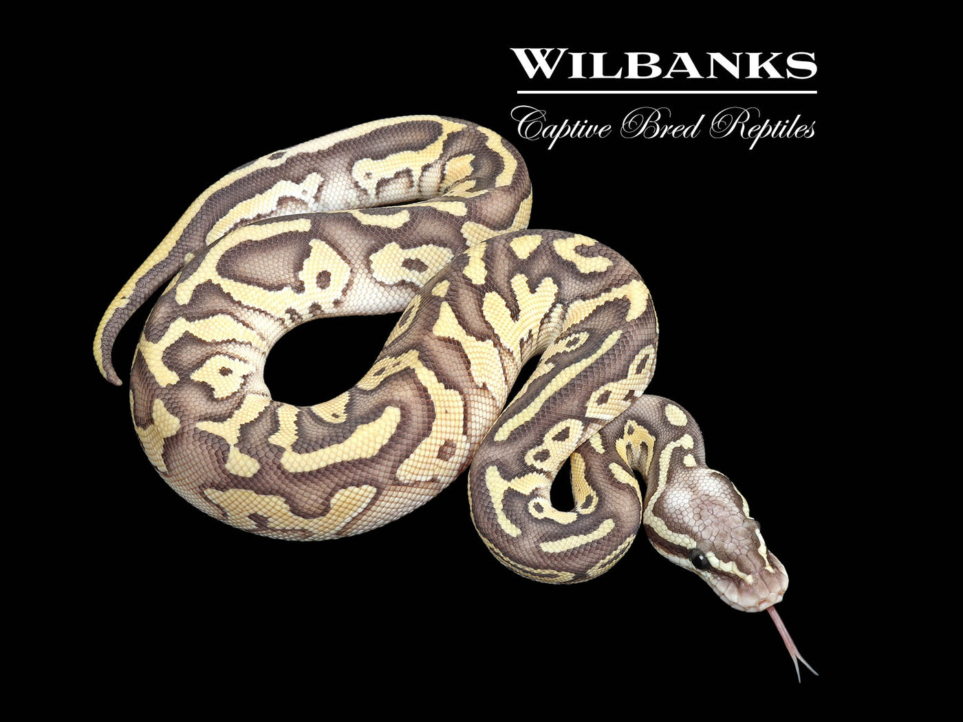 Pastel Butter Orange Crush Yellow Belly Ball Python ♀ '25