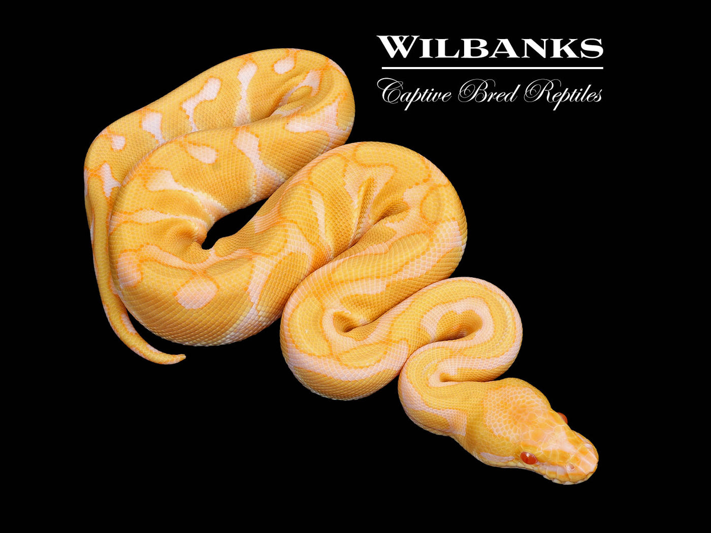Albino Enchi 100% Het. Clown Ball Python ♂ '25
