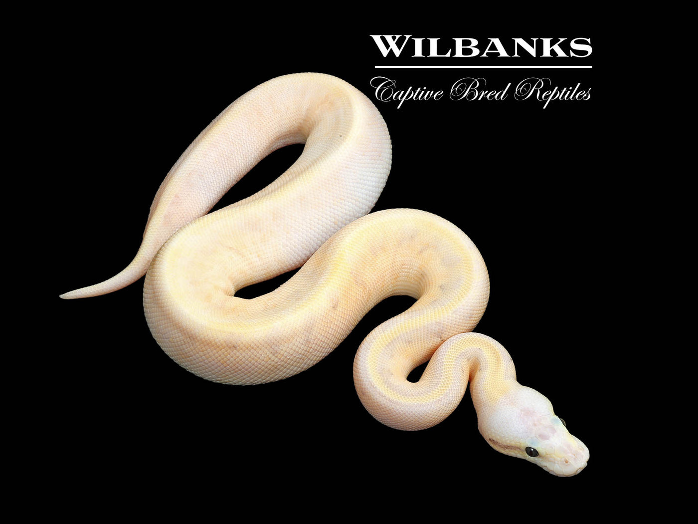 SuperFly Leopard Enchi Pinstripe Sugar Ball Python ♂ '25