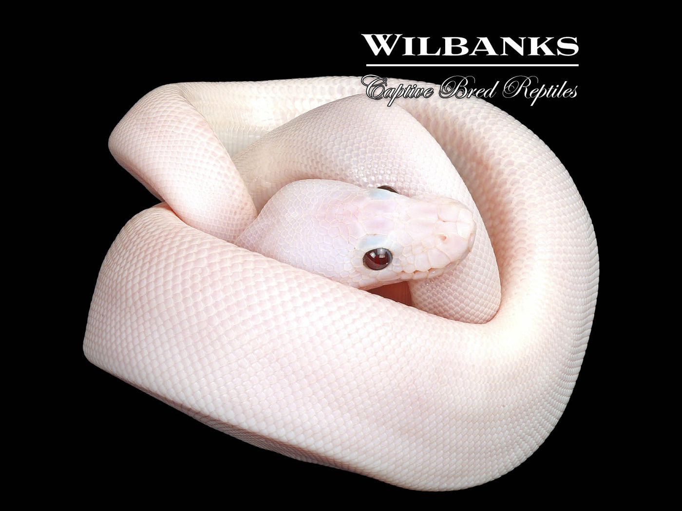 Banana Super Fire Ball Python ♂ '25