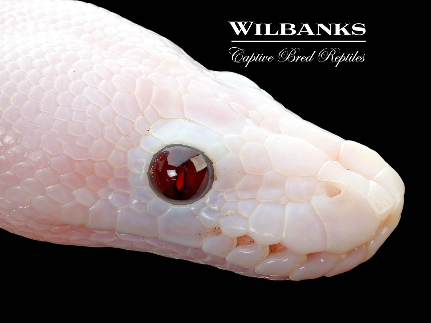 Banana Super Fire Ball Python ♂ '25