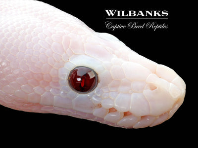 Banana Super Fire Ball Python ♂ '25