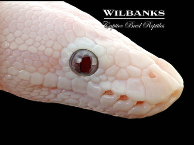 Banana Blue Eyed Leucistic (Mojave Butter) Ball Python ♂ '25