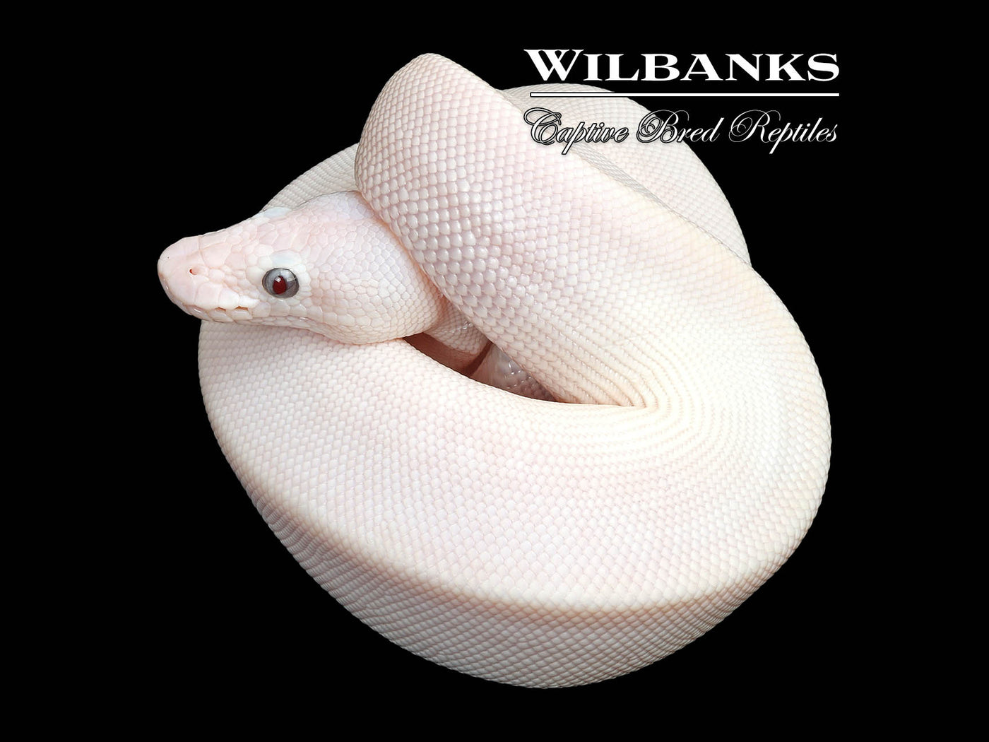 Banana Blue Eyed Leucistic (Mojave Butter) Ball Python ♂ '25
