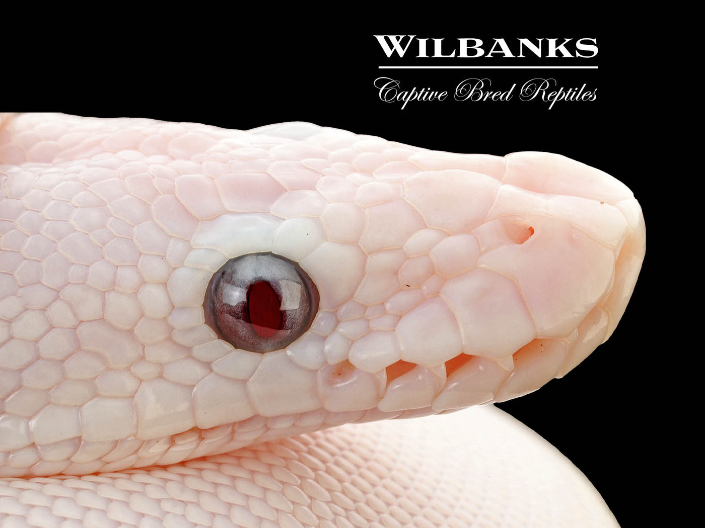 Banana Blue Eyed Leucistic (Mojave Butter) Ball Python ♂ '25