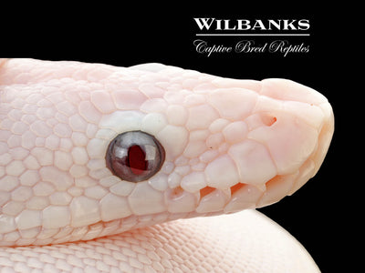 Banana Blue Eyed Leucistic (Mojave Butter) Ball Python ♂ '25