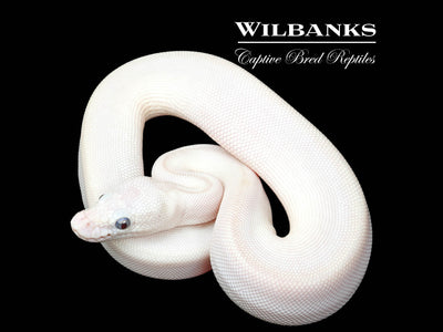 Blue Eyed Leucistic (Mojave Butter) Ball Python ♀ '25