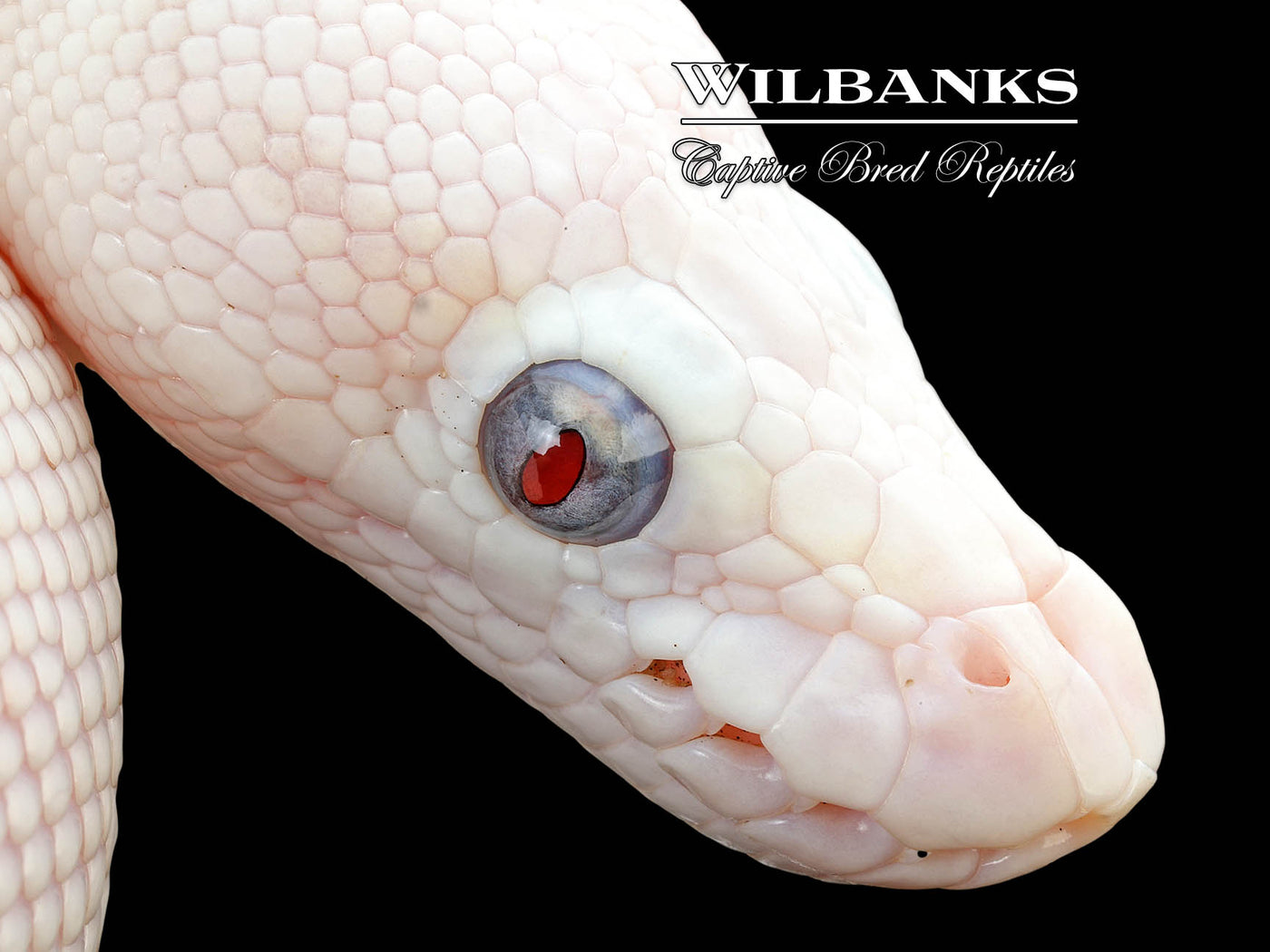 Blue Eyed Leucistic (Mojave Butter) Ball Python ♀ '25
