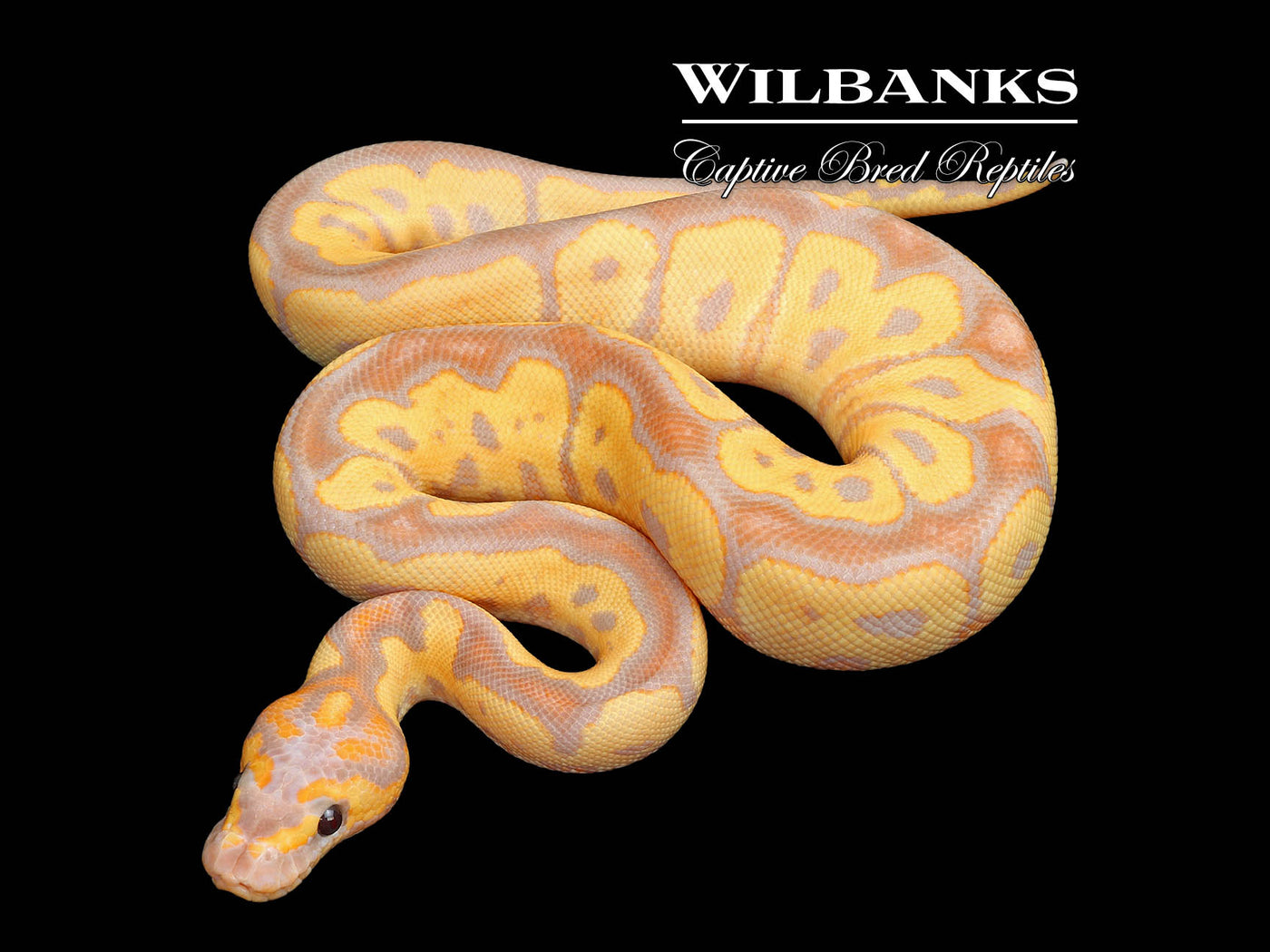 Banana Clown Ball Python ♂ '25