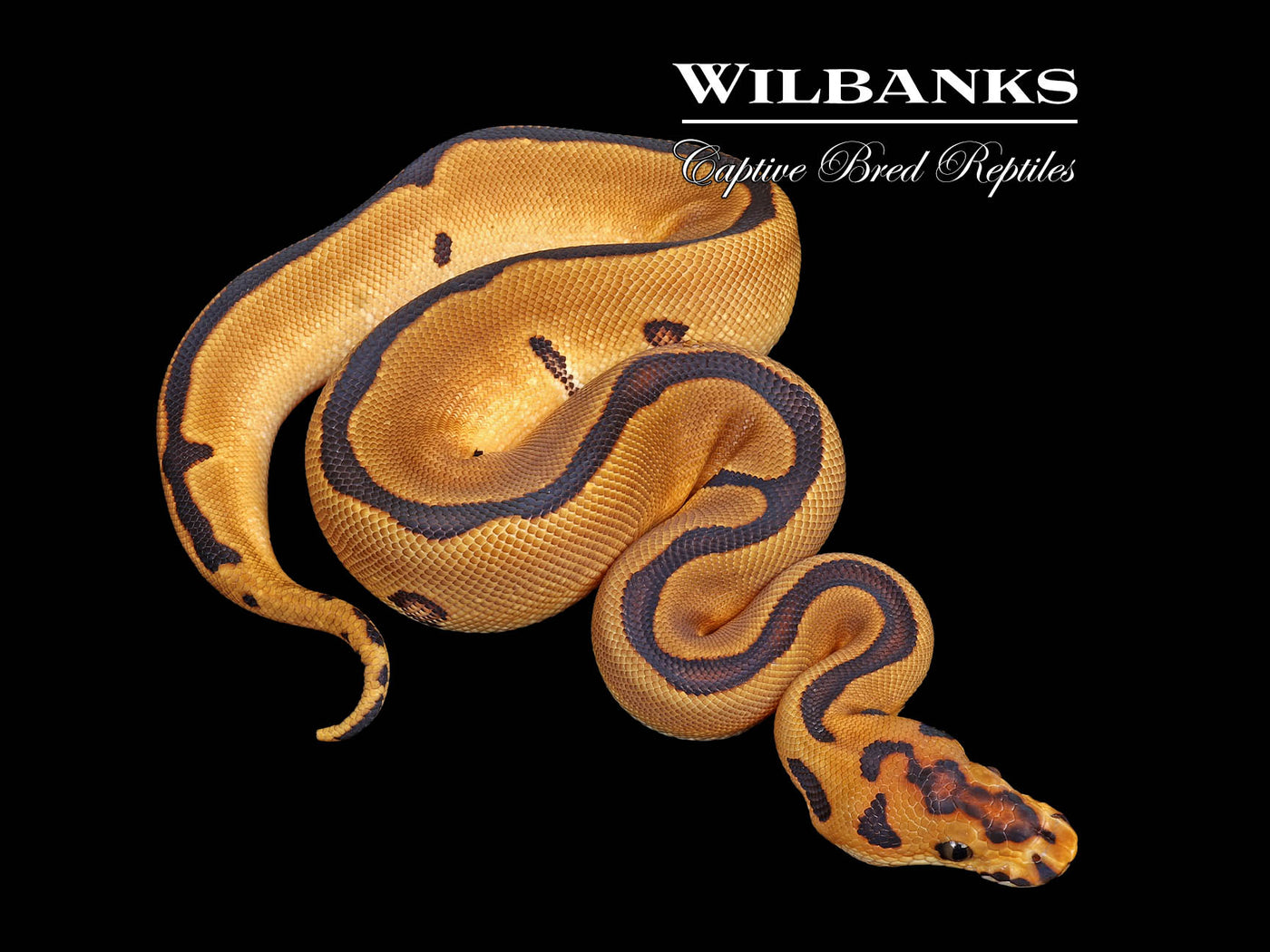 Enchi Leopard Clown Ball Python ♀ '25