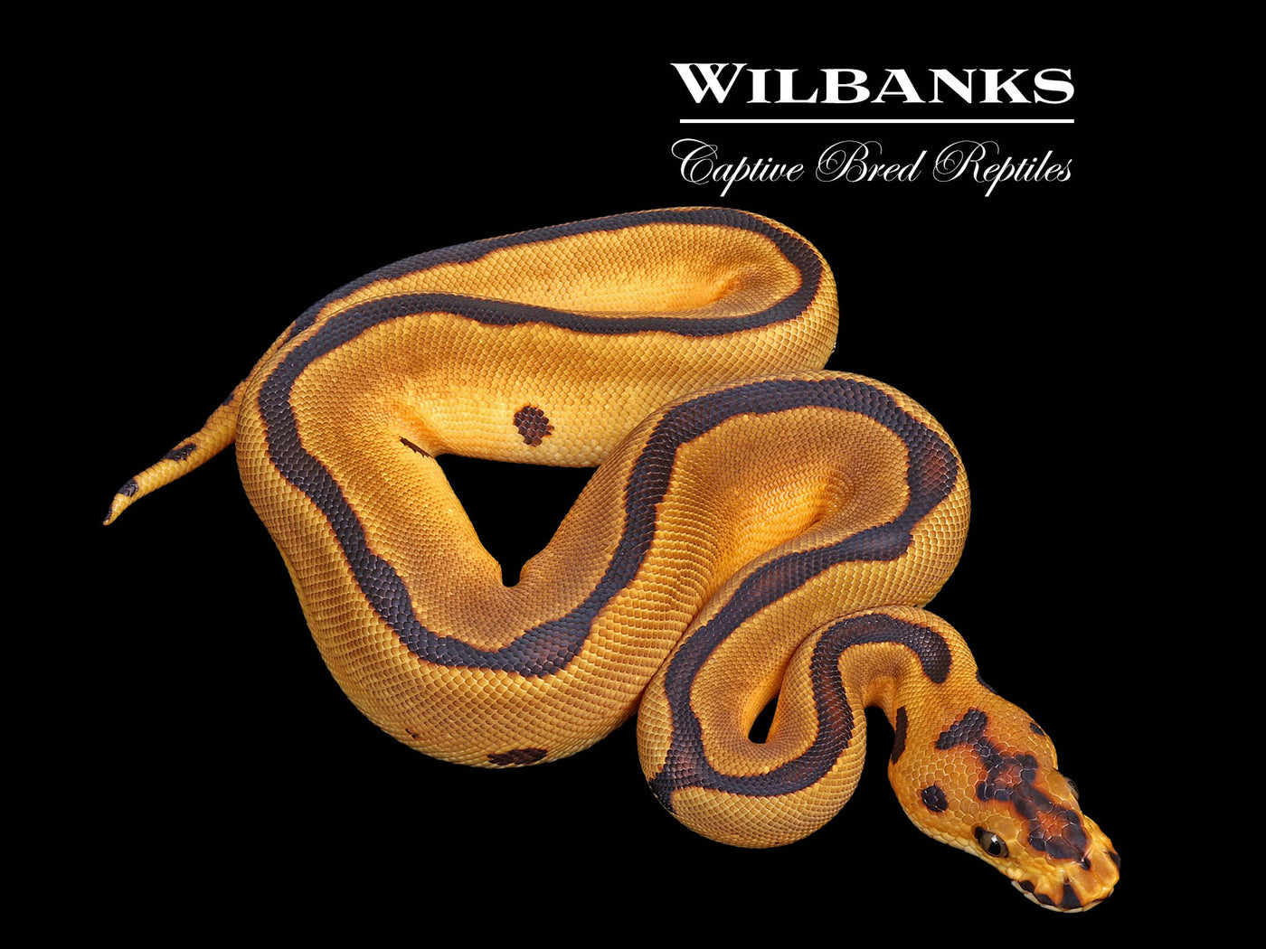 Enchi Leopard Clown Ball Python ♀ '25