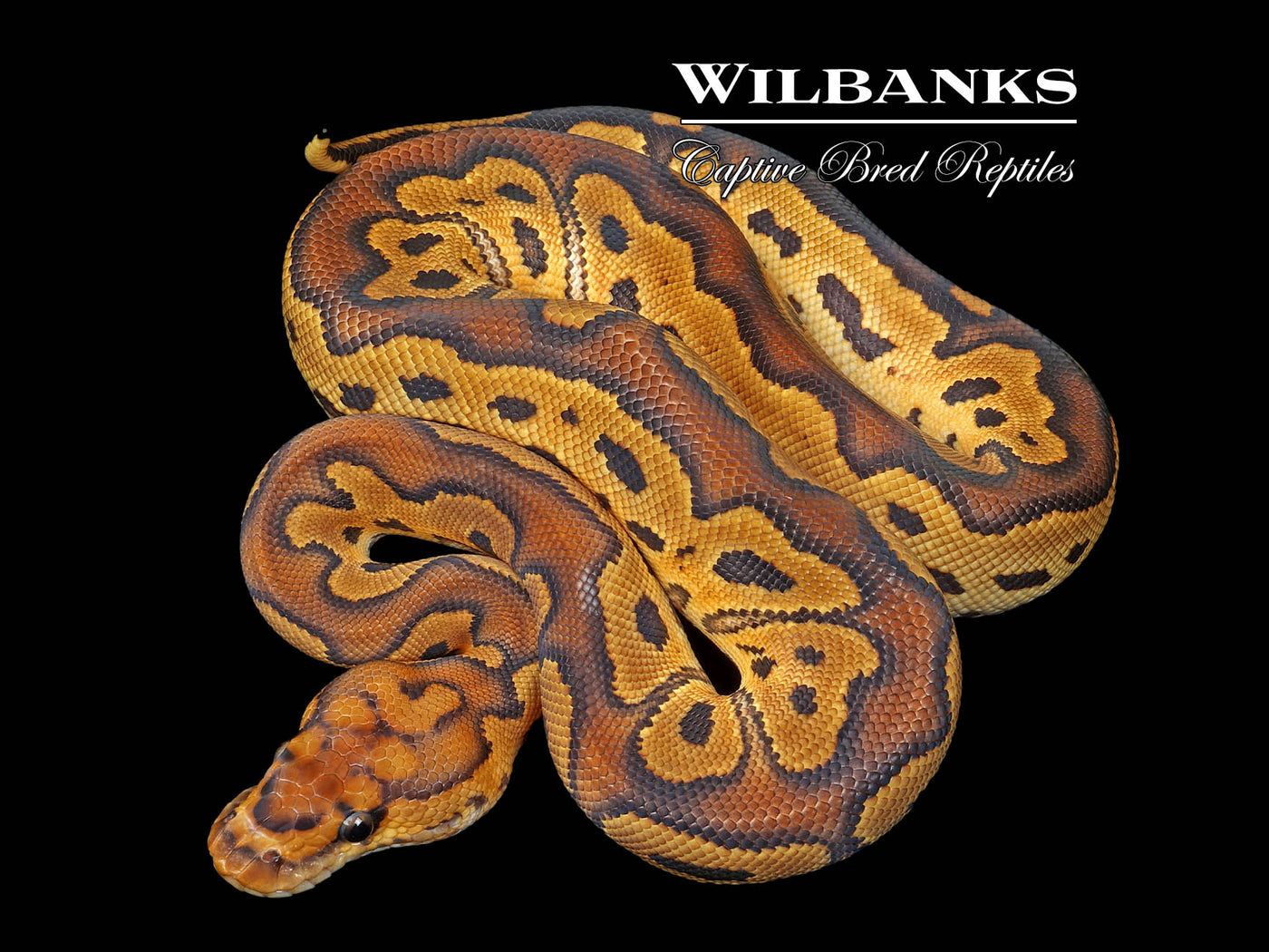 Clown Ball Python ♀ '25