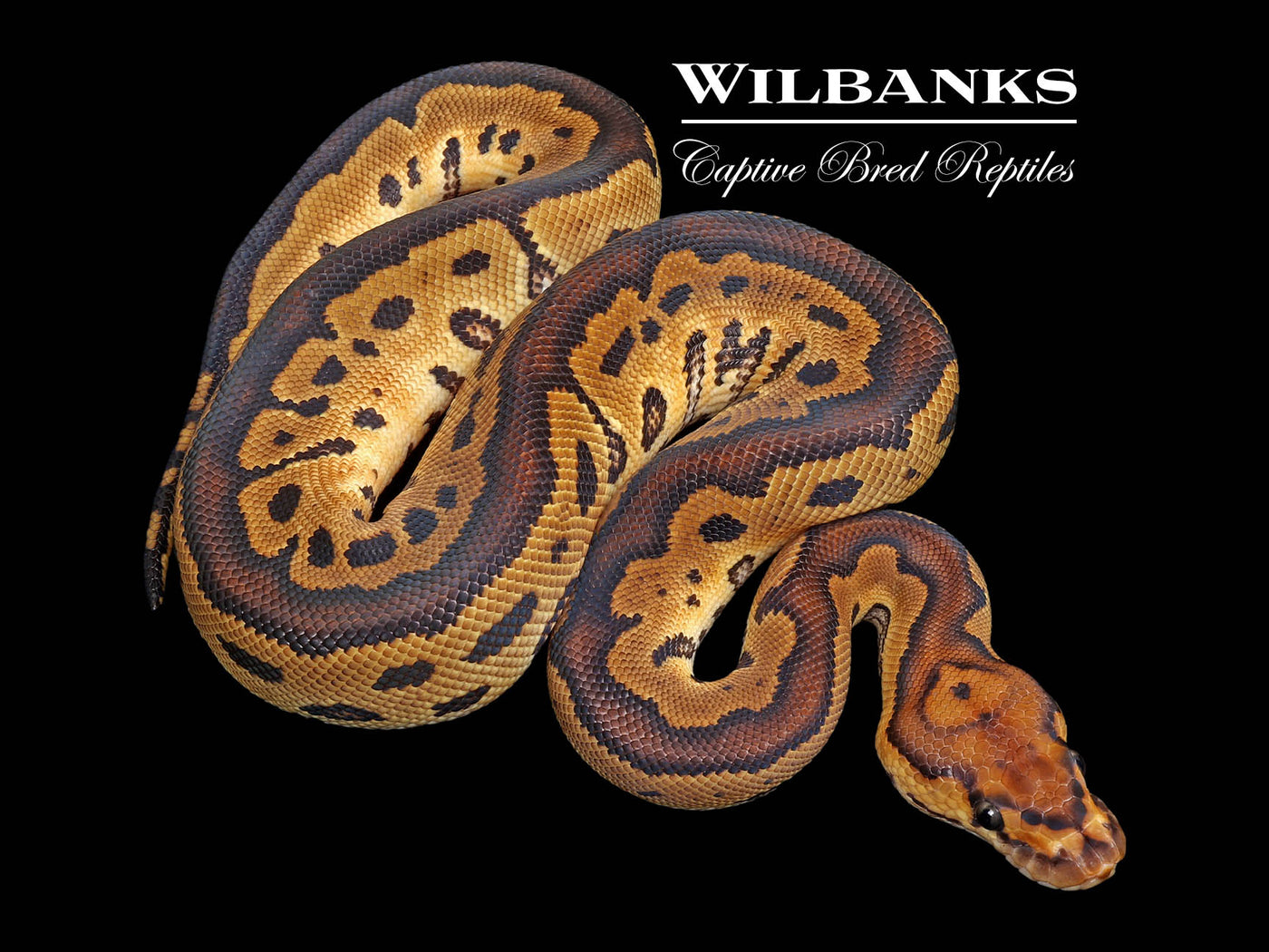 洋書 The Complete Ball Python Complete Ball Python, A Comprehensive Guide to Care