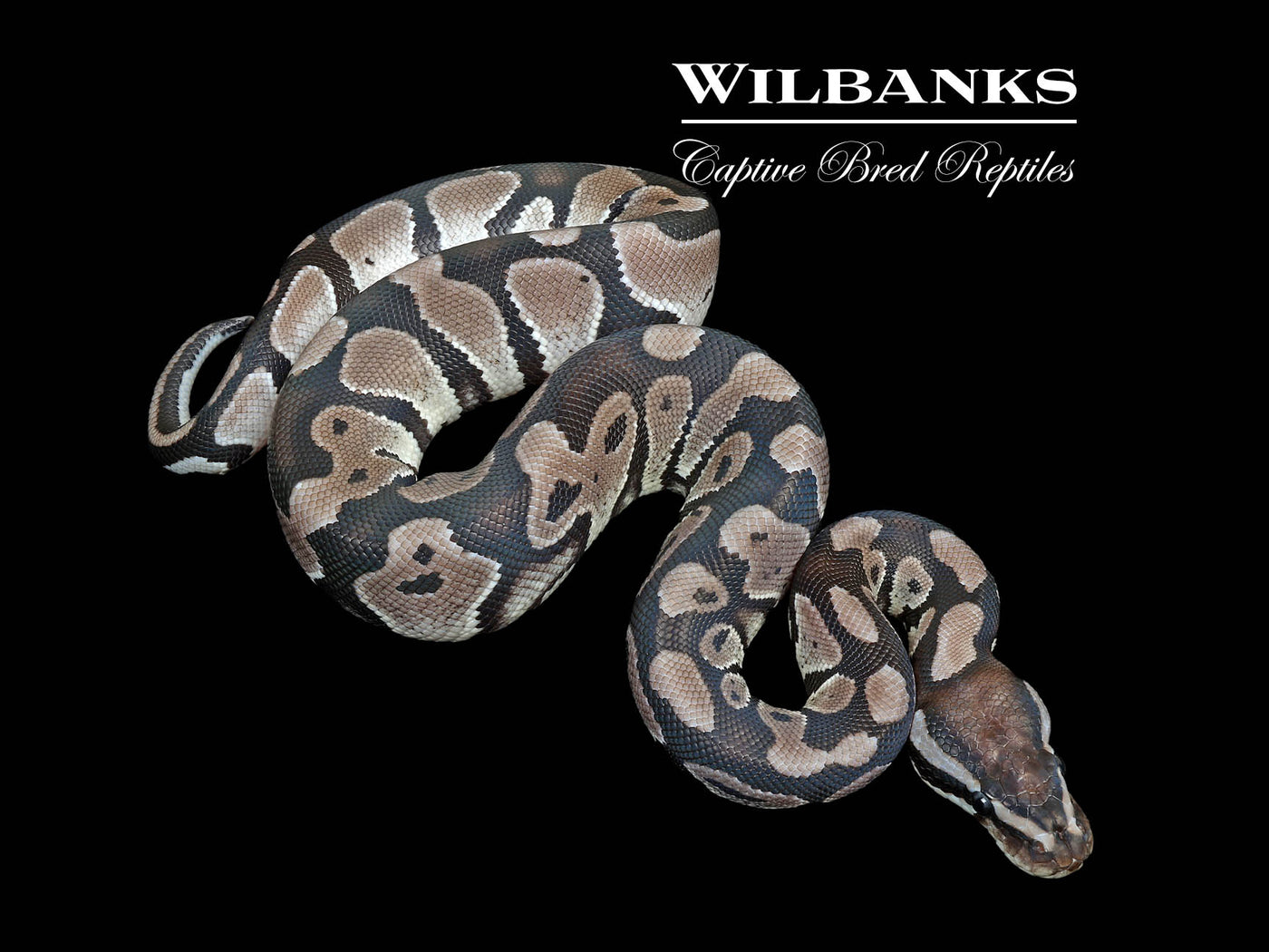 Axanthic (VPI) 100% Het. Lavender Albino Ball Python ♂ '25