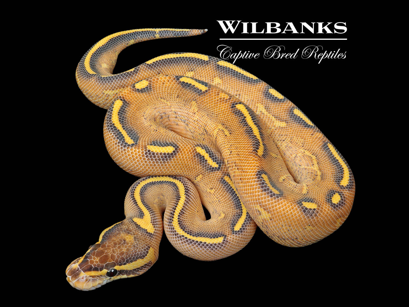 Highway Ball Python ♀ '25