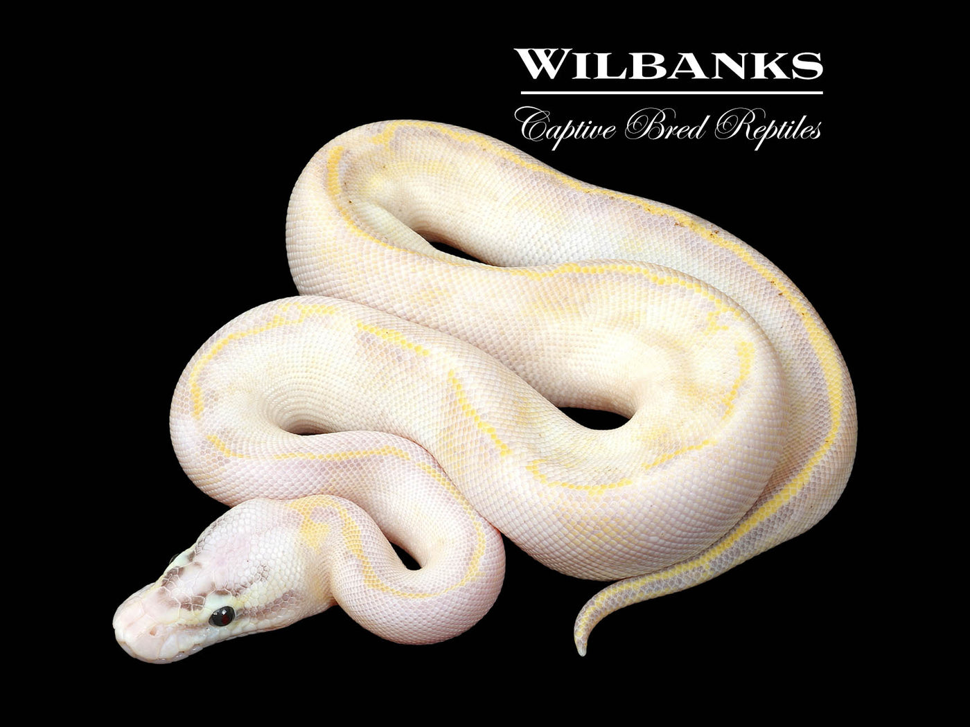 Pastel Ivory Ball Python ♀ '25