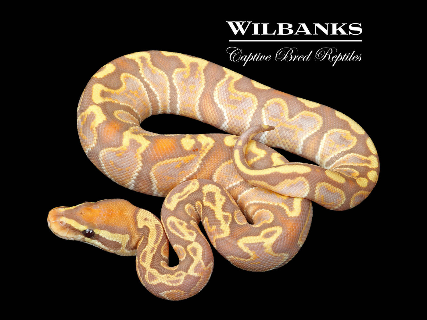 Banana GHI Ball Python ♀ '25