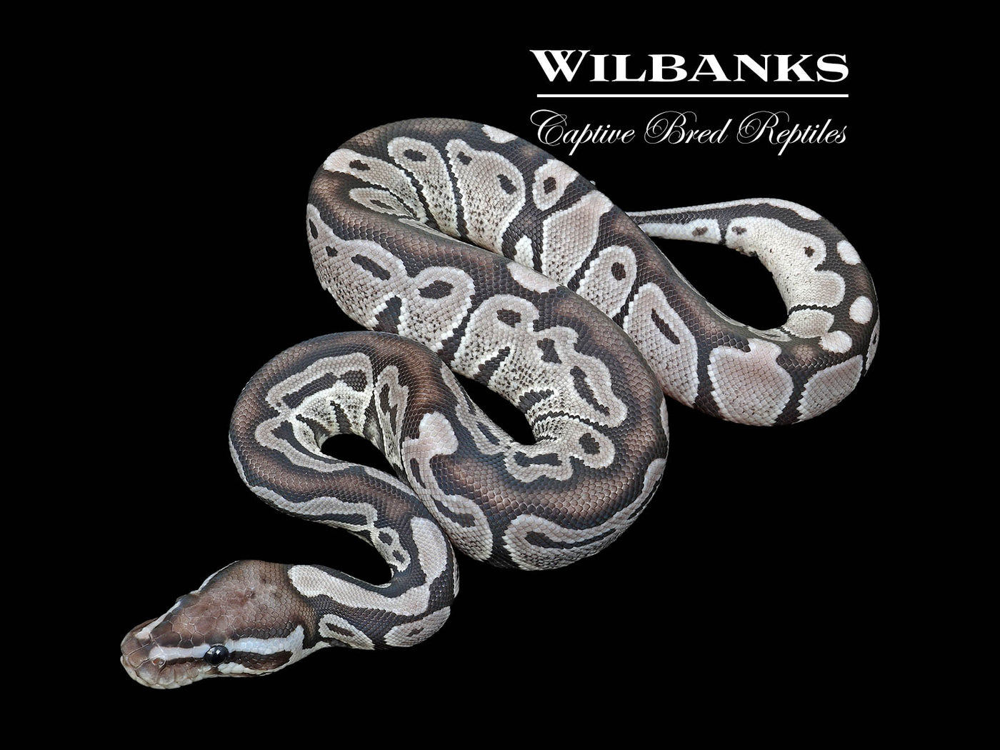 Orange Crush Axanthic (VPI) Ball Python ♂ '25