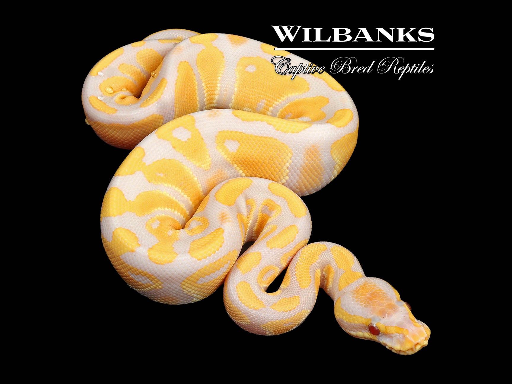 Lavender Albino 100 Het. VPI Axanthic Ball Python ♀ '24 Wilbanks