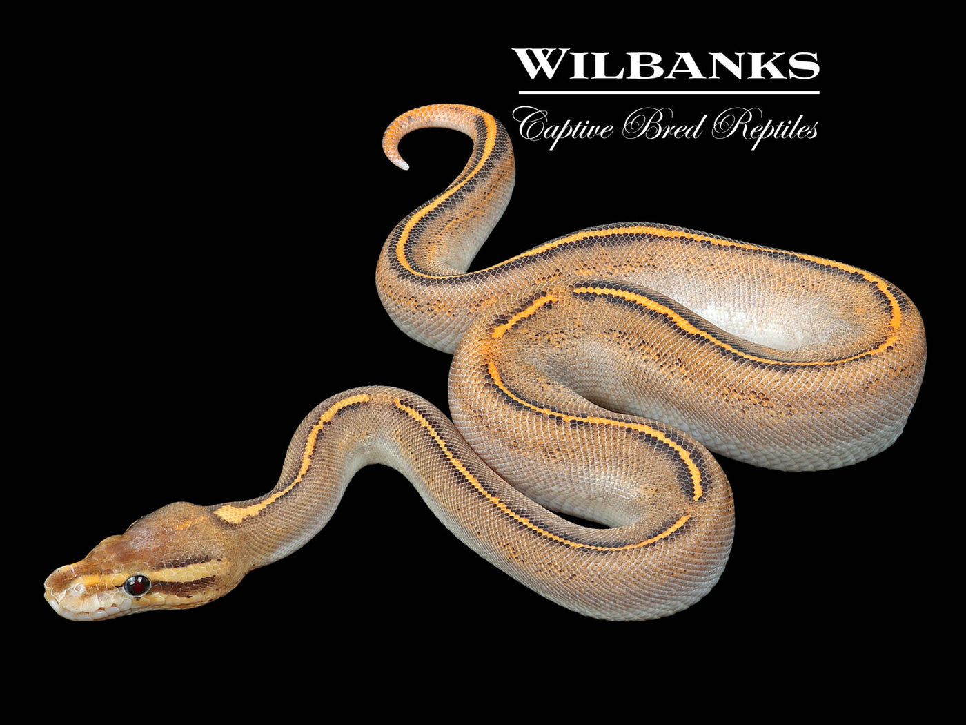 Freeway Black Fire Ball Python ♀ '24