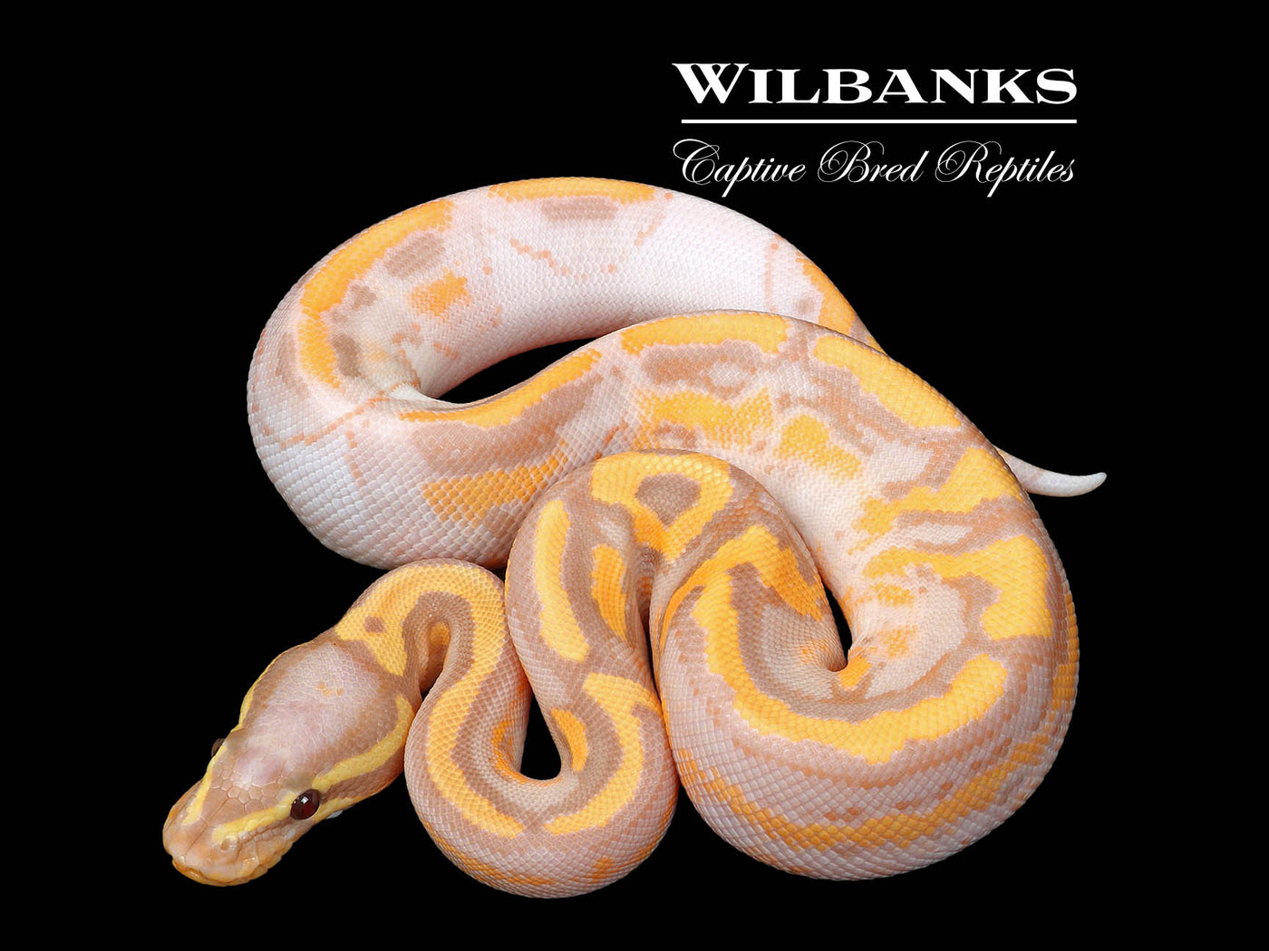Banana Pied Ball Python ♂ '25