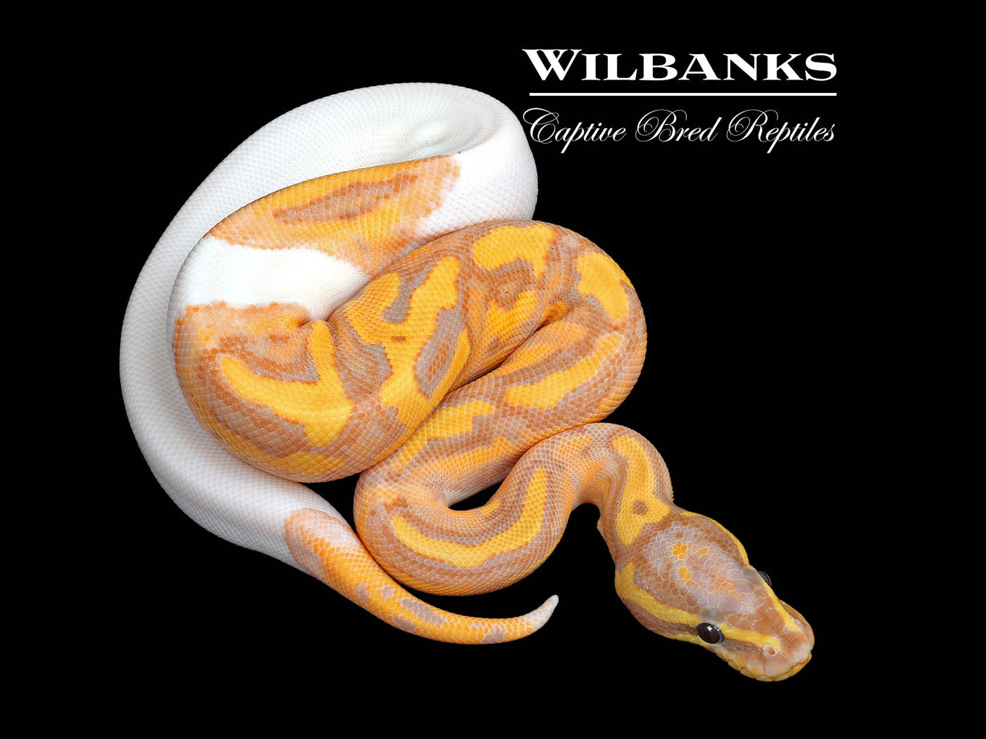Banana Pied Ball Python ♂ '25