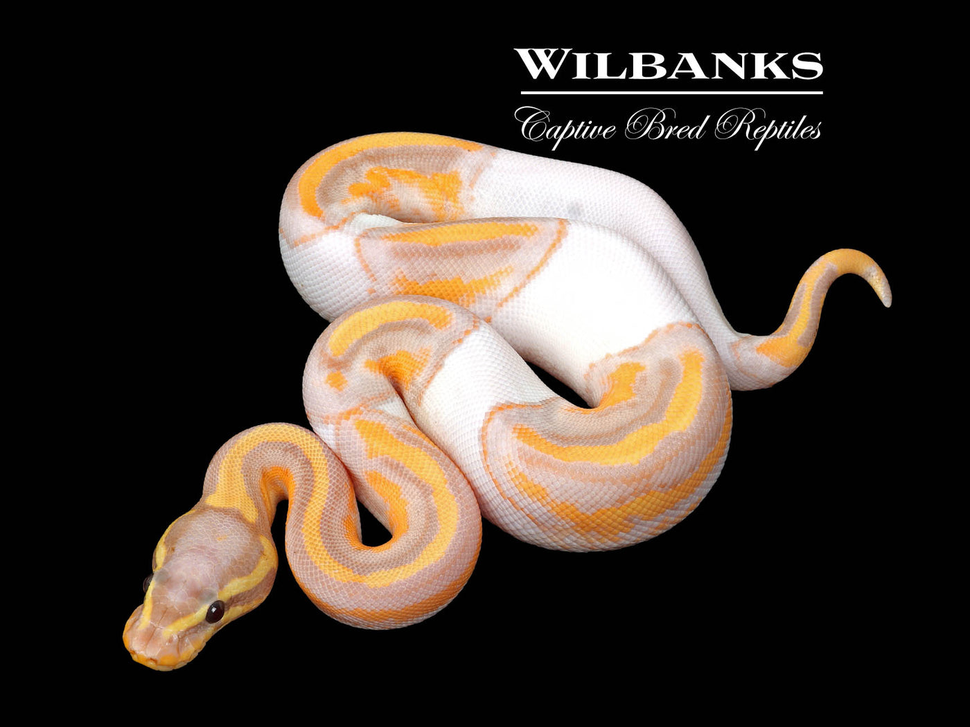 Banana Pied Ball Python ♀ '25