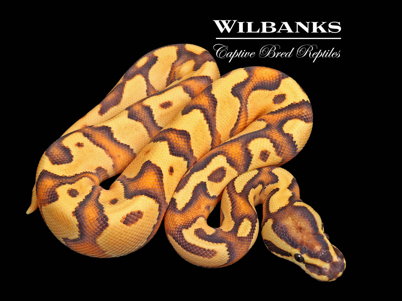 Orange Dream Fire Enchi Yellow Belly 100% Het. Hypo Ball Python ♂ '25