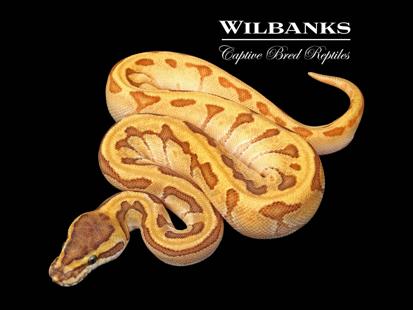 Super Enchi Mojave Pinstripe Yellow Belly Ball Python ♂ '25