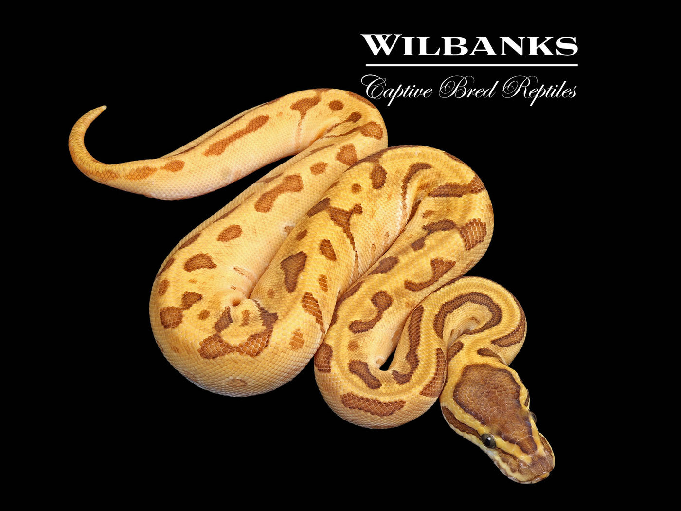 Super Enchi Mojave Pinstripe Yellow Belly Ball Python ♀ '25