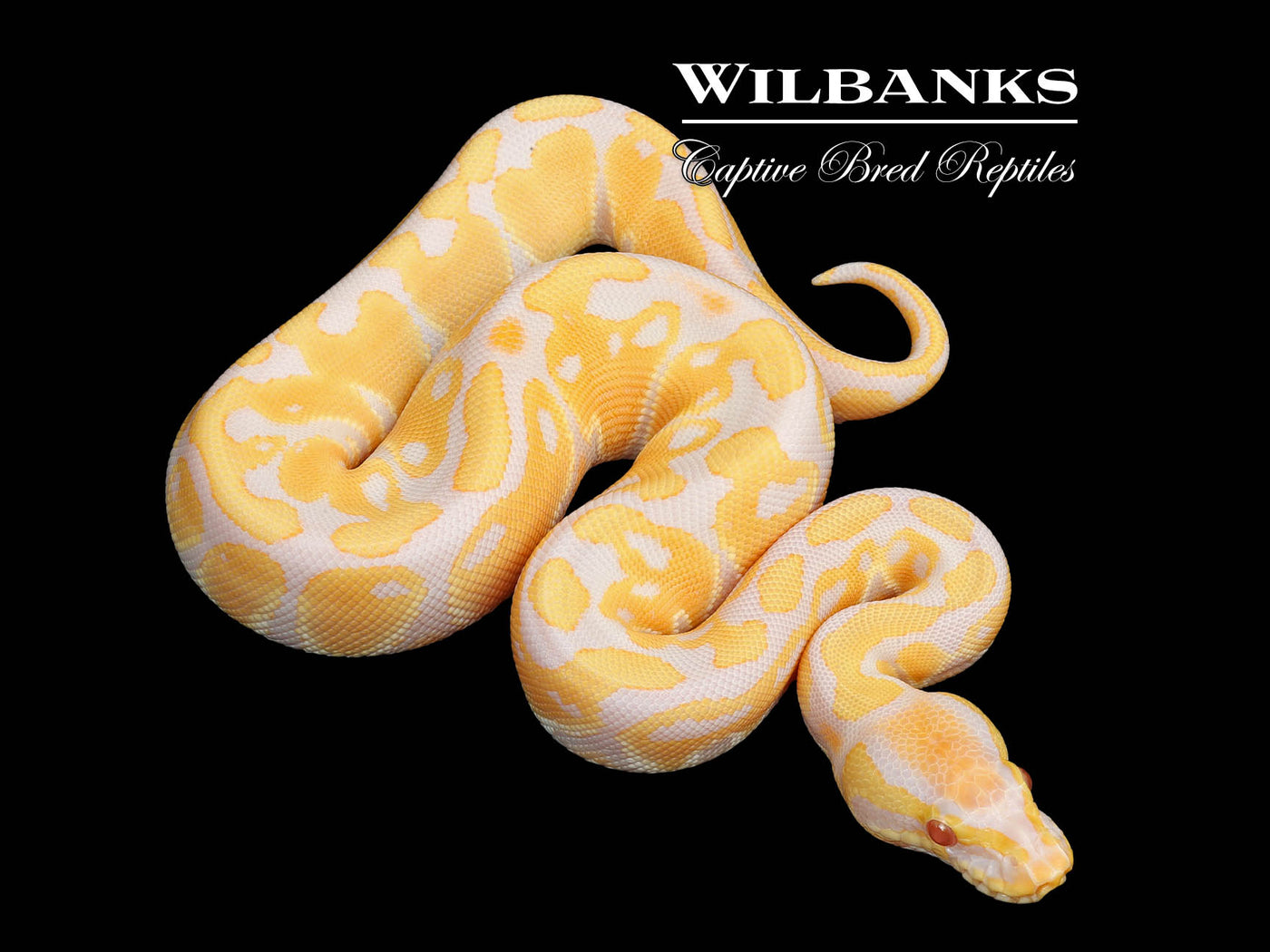 Candy Ball Python ♀ '25