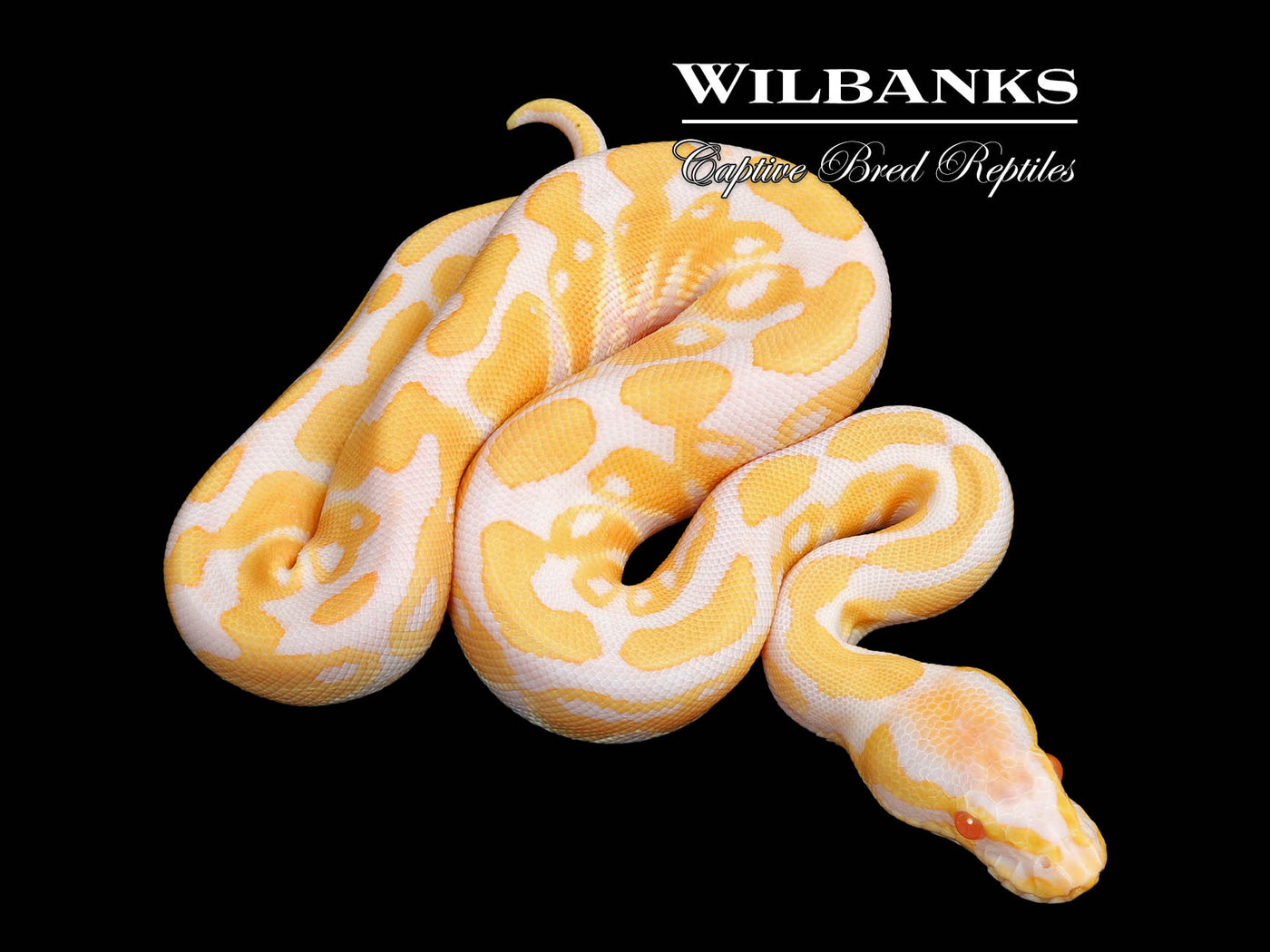Albino 100% Het. Clown Ball Python ♂ '25