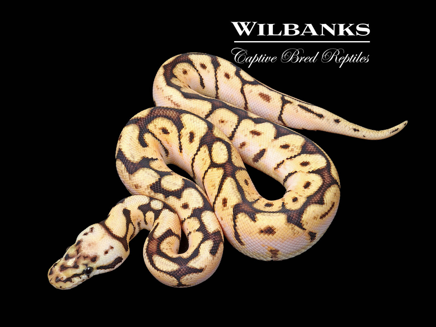 Bumble Bee Ball Python ♂ '25