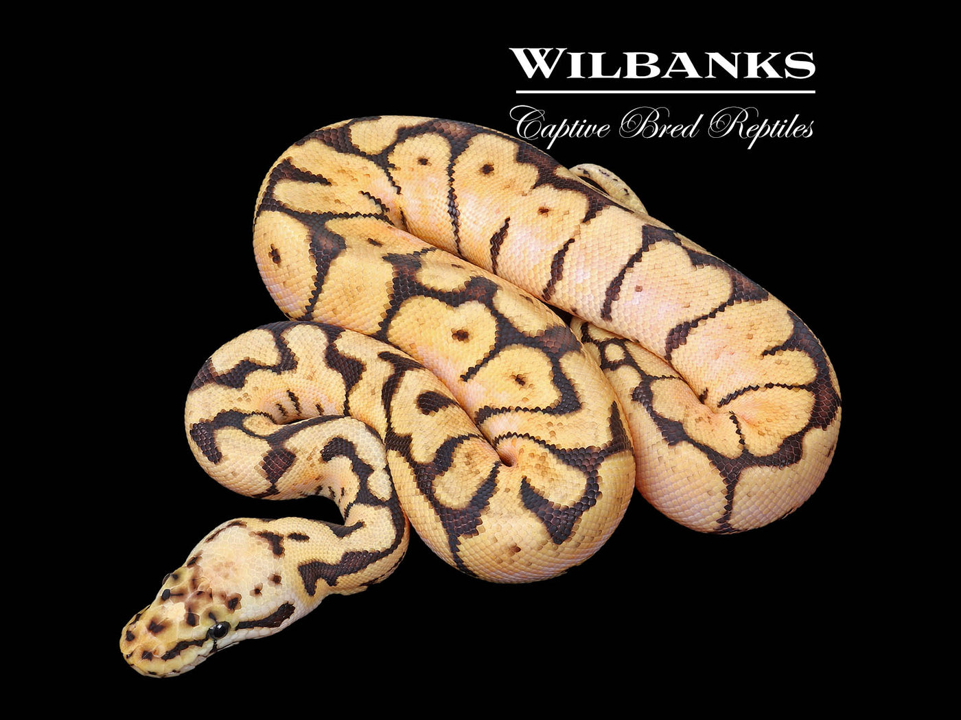Bumble Bee Ball Python ♂ '25