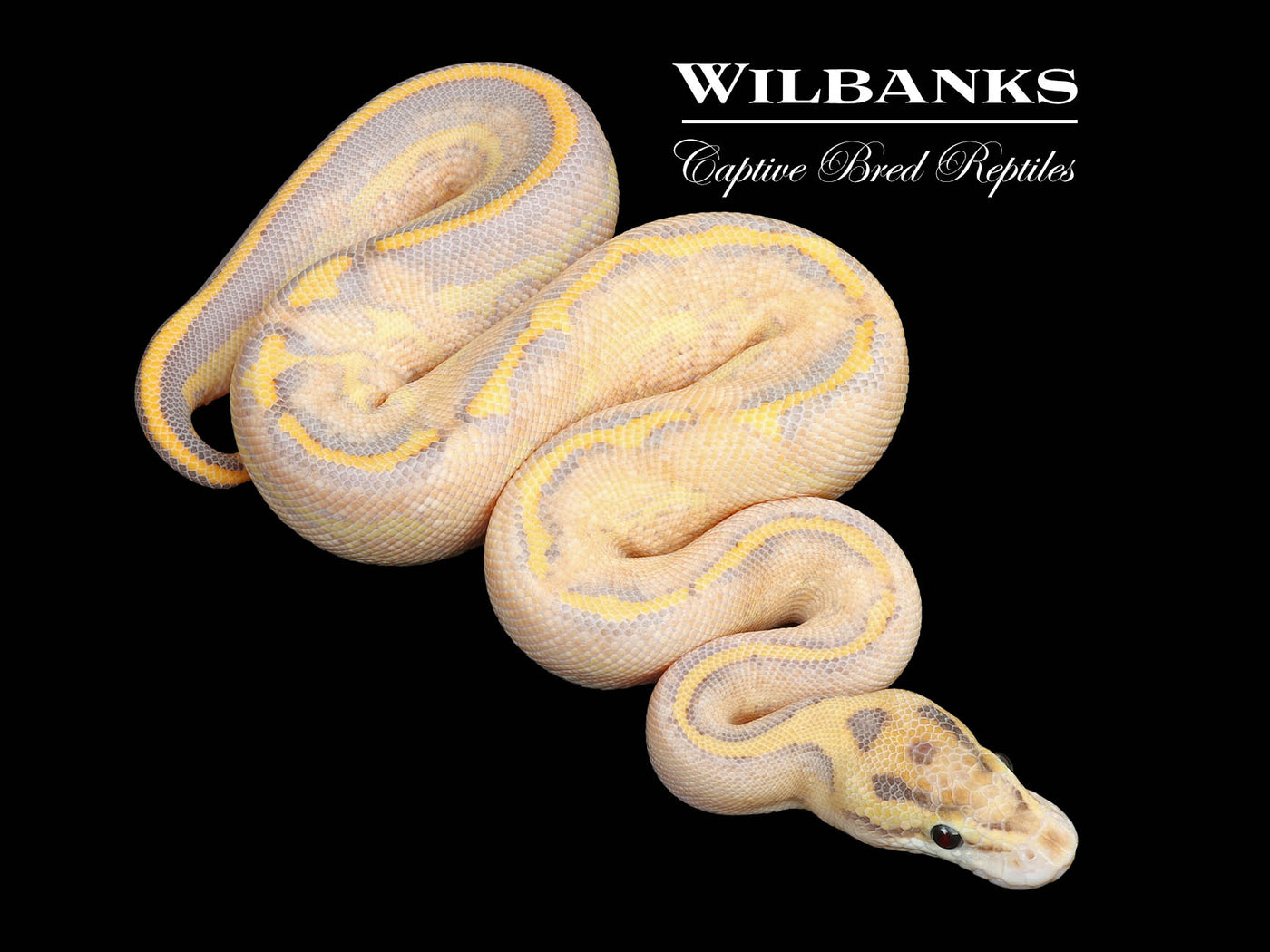 Leopard Ivory Ball Python ♂ '25