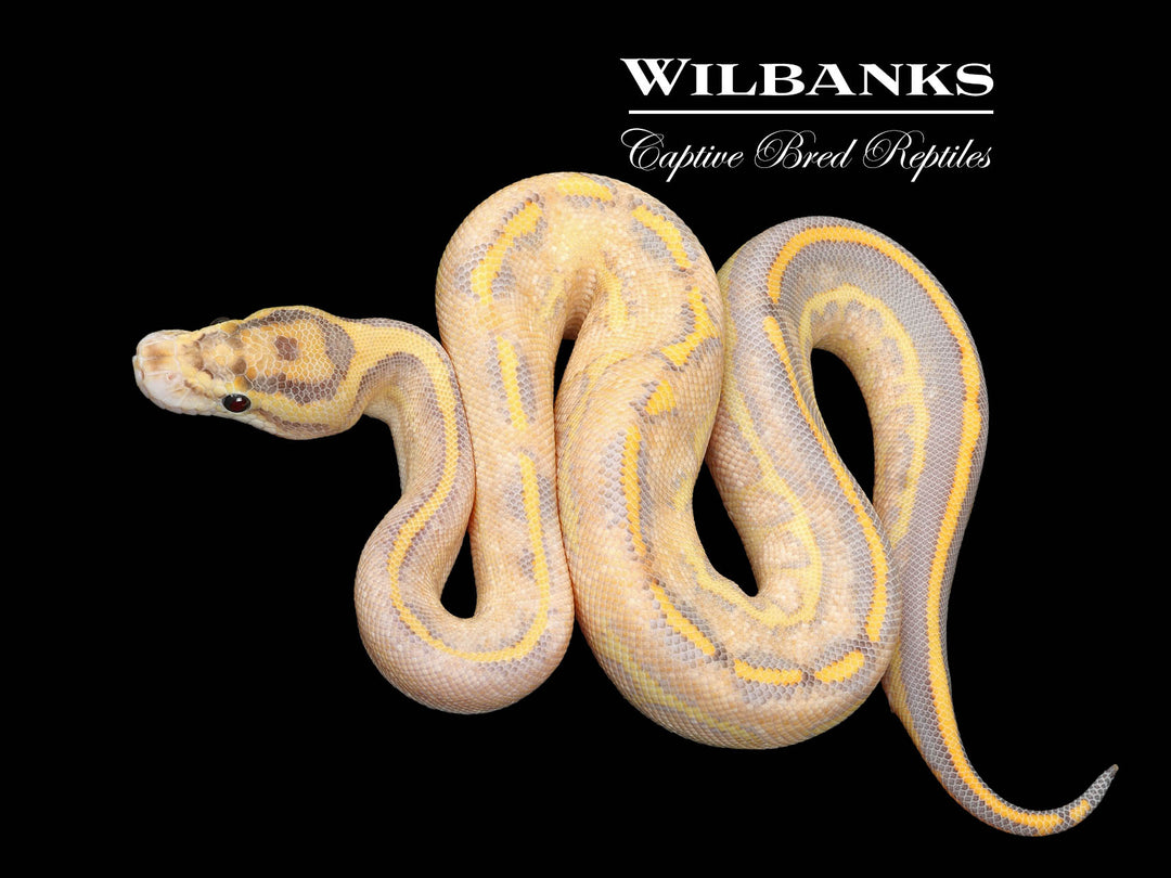 洋書 The Complete Ball Python 71hj1EdxlmL._UF350,350_QL50_.jpg