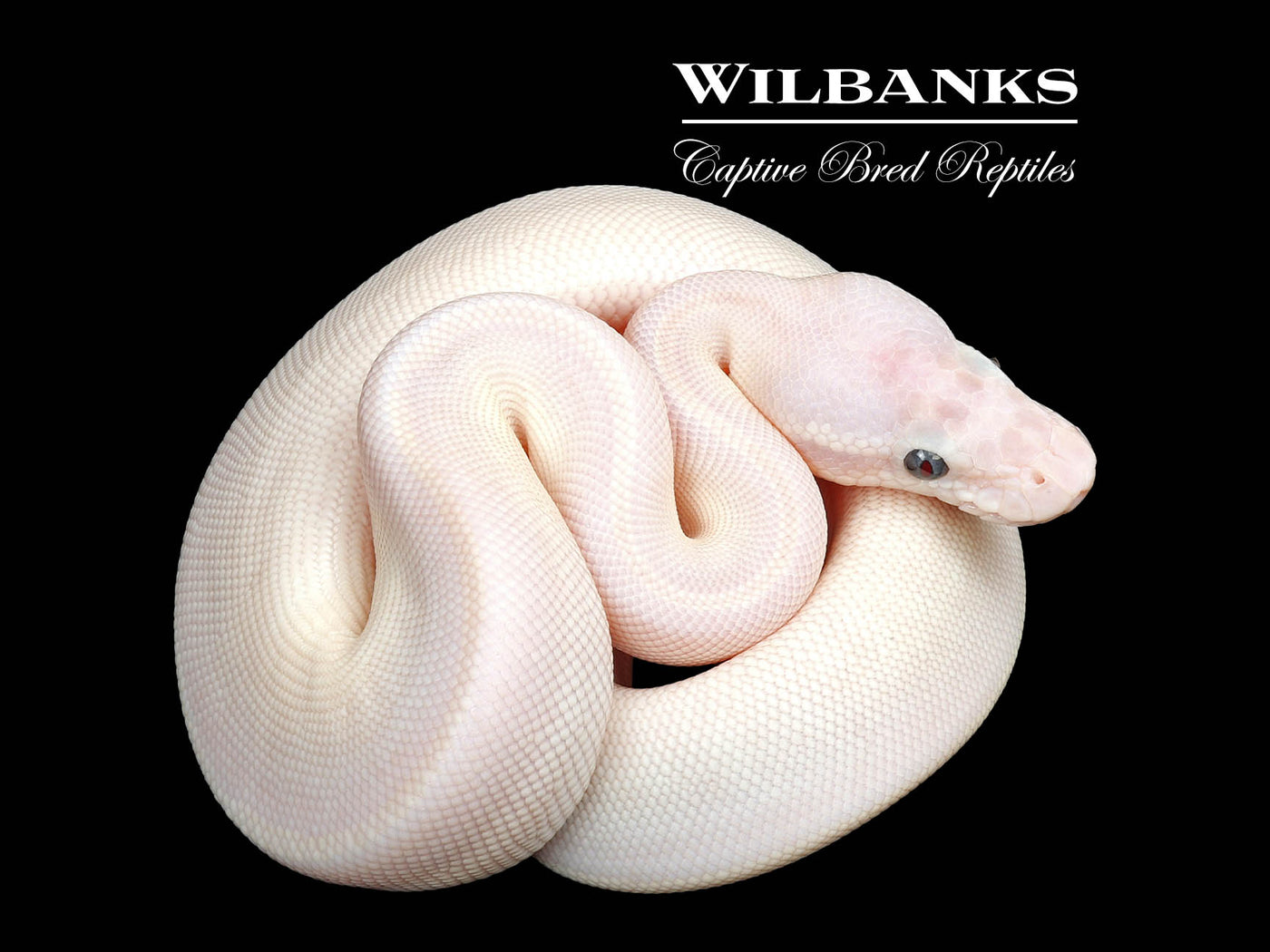 Blue Eyed Leucistic (Super Mojave) Ball Python ♂ '25