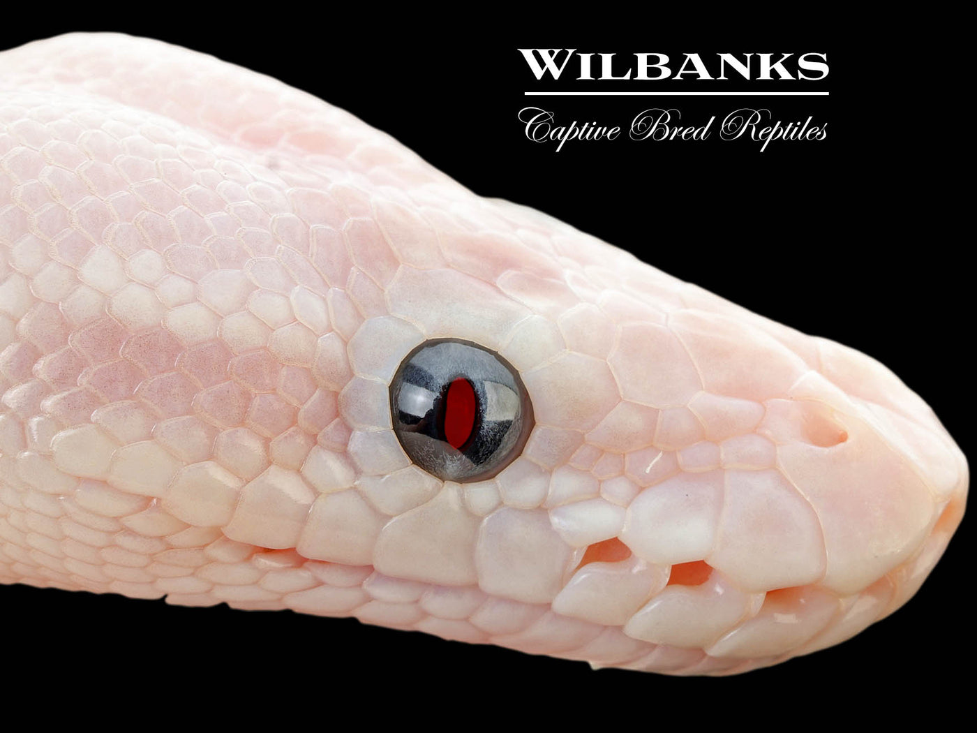 Blue Eyed Leucistic (Super Mojave) Ball Python ♂ '25