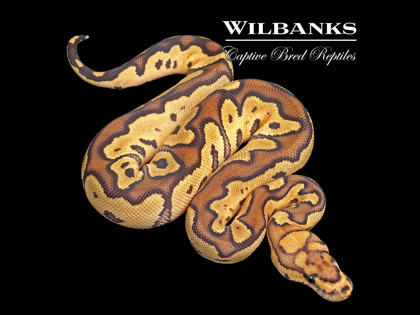 Fire Clown Ball Python ♀ '25