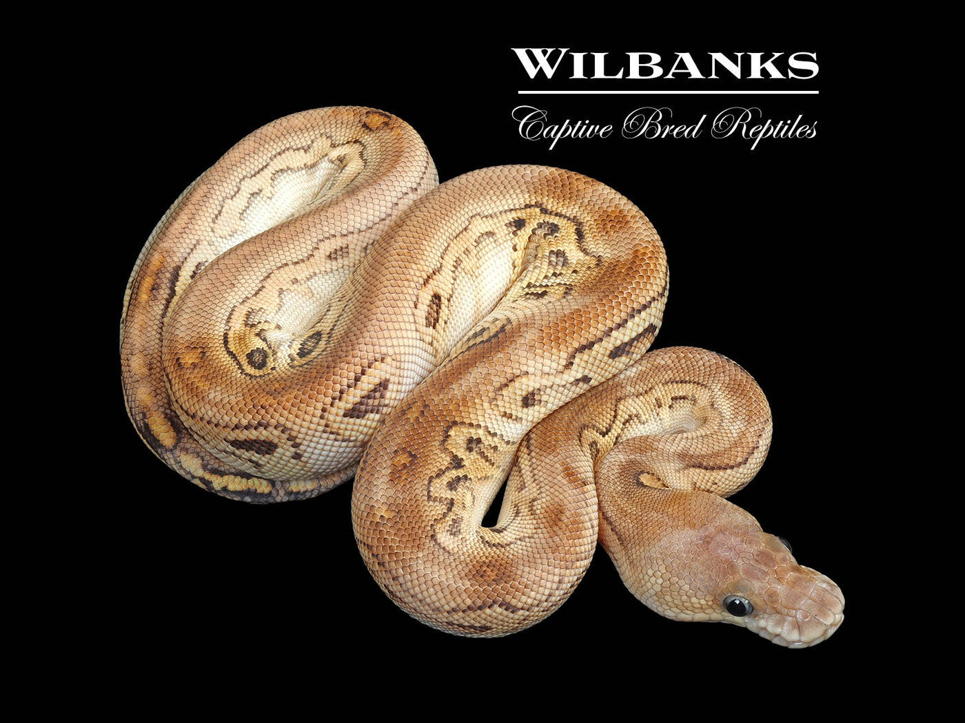Butter Cinnamon Yellow Belly Clown Ball Python ♀ '25