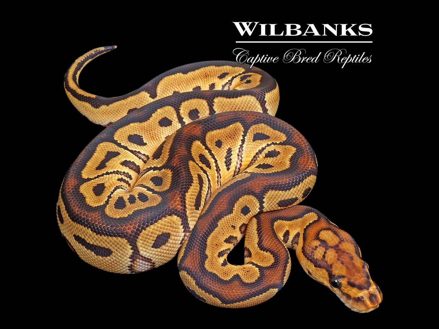 Clown Ball Python ♀ '25