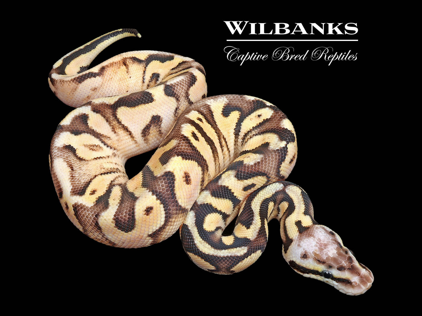 FireFly Sugar 100% Het. Clown Ball Python ♂ '25