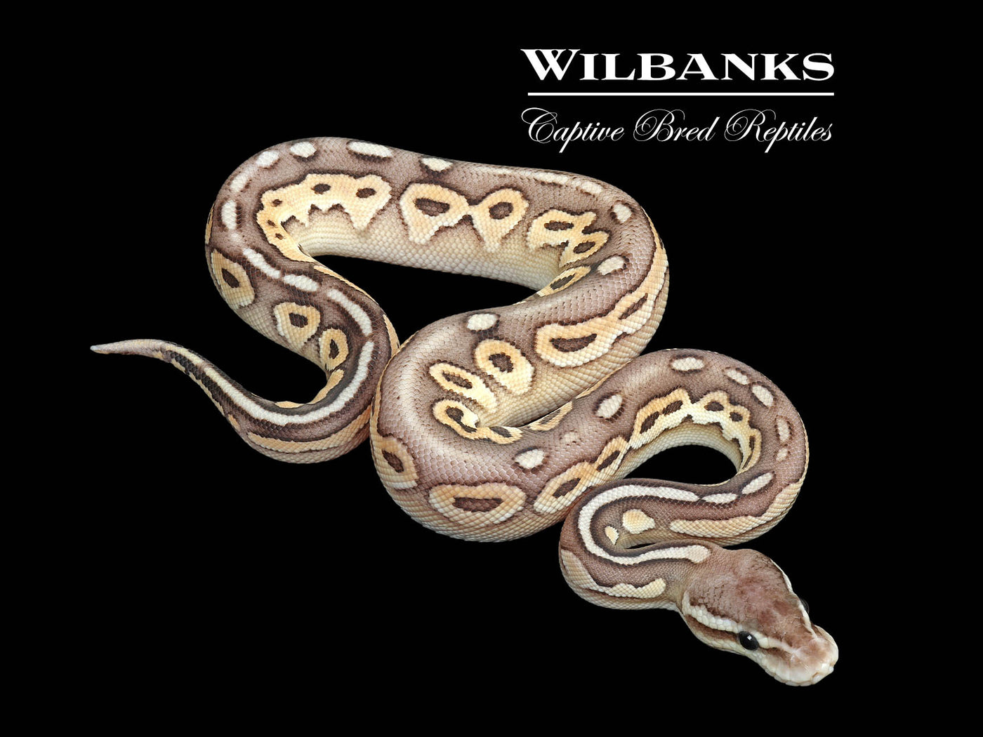 Pewter Fire Mojave 100% Het. Hypo Ball Python ♂ '25