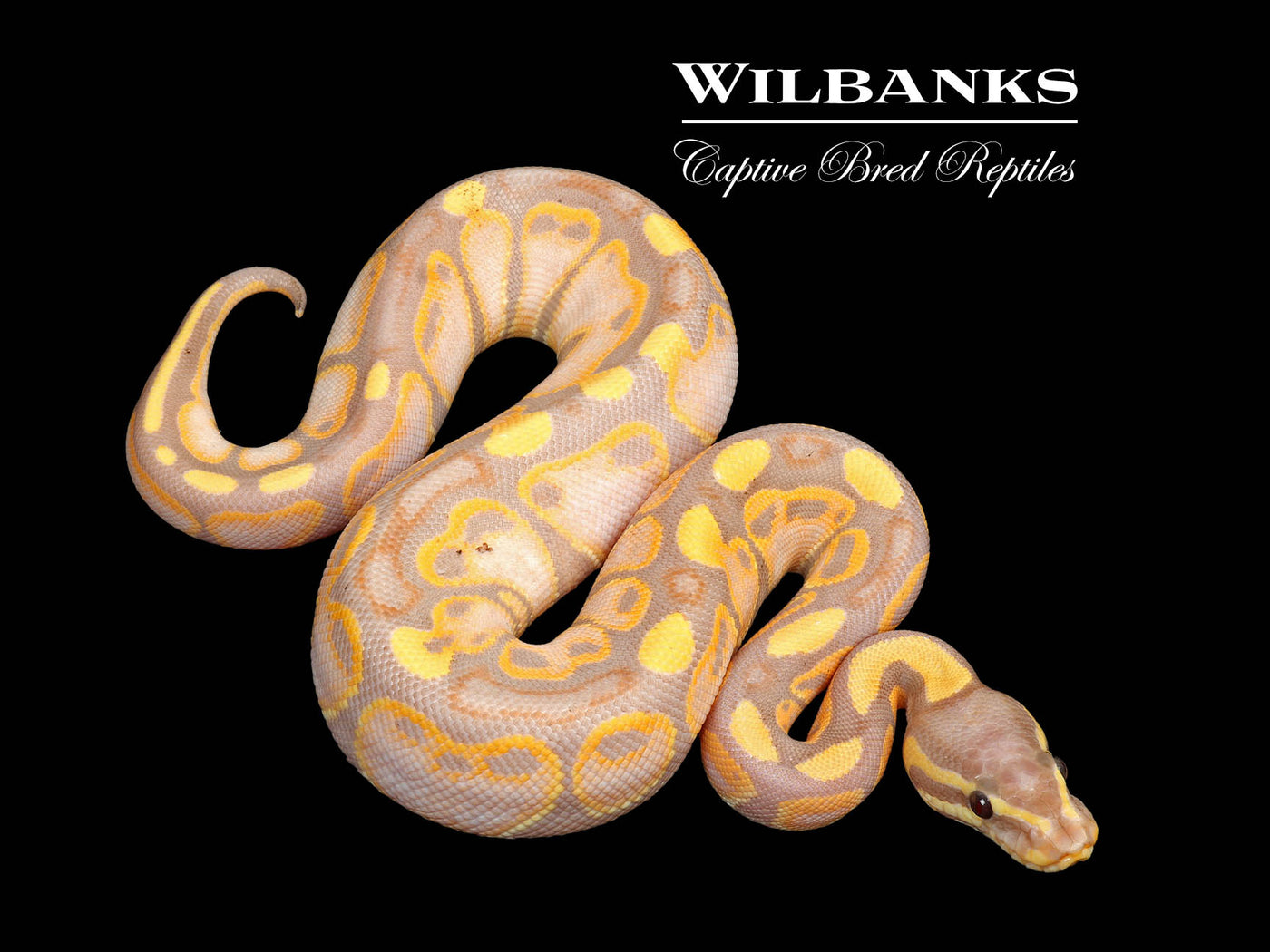 Banana Ball Python ♀ '25