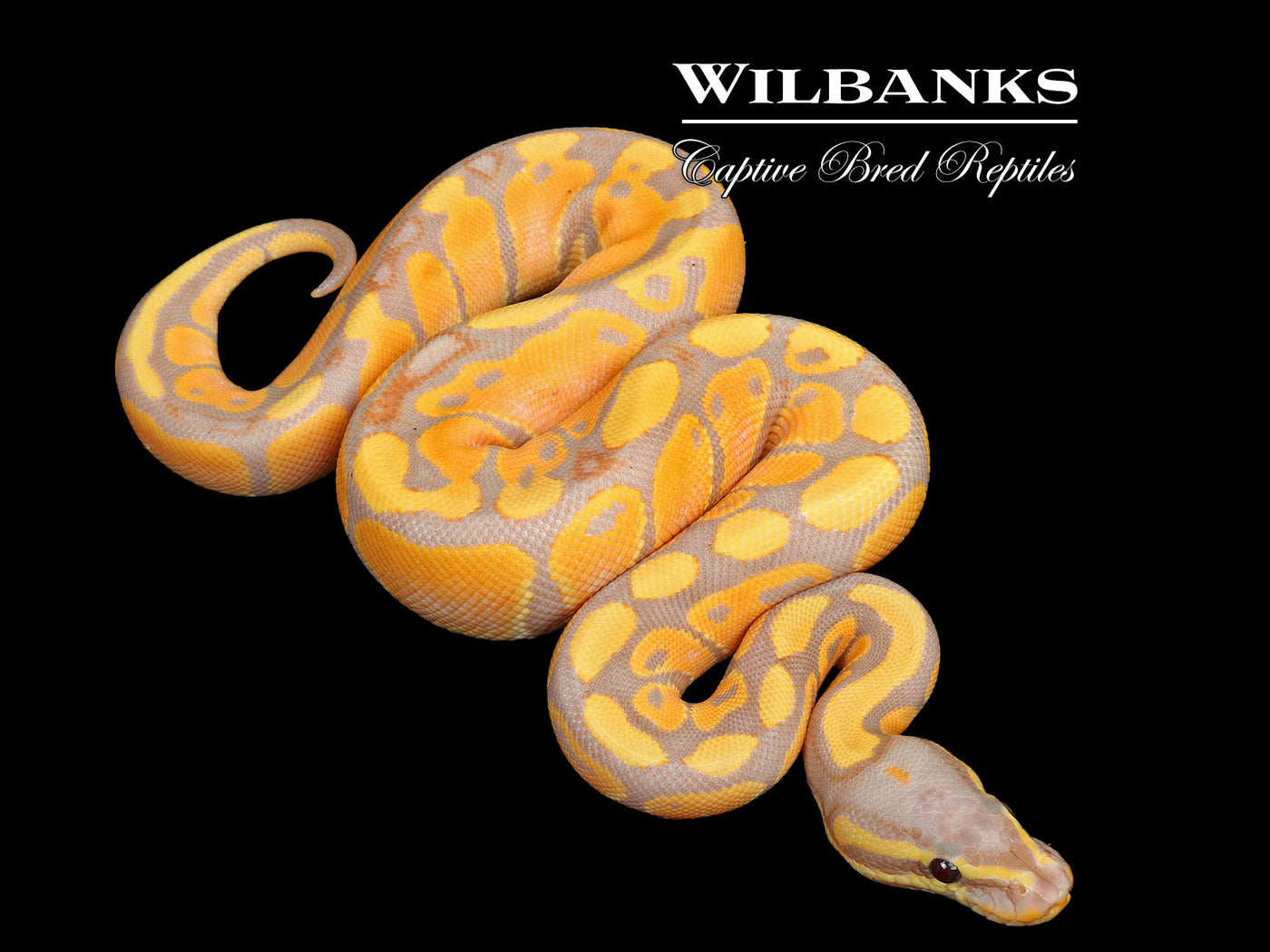 Banana Ball Python ♀ '25