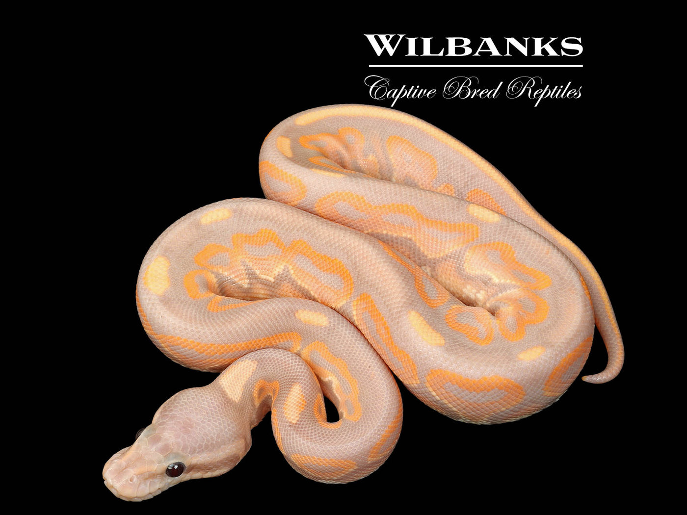 Banana Cinnamon Ball Python ♀ '25